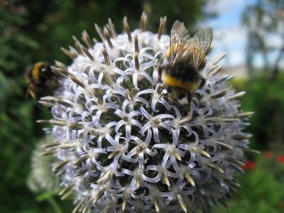 Bee Feeder Juniper Green Baberton Mains Community Council