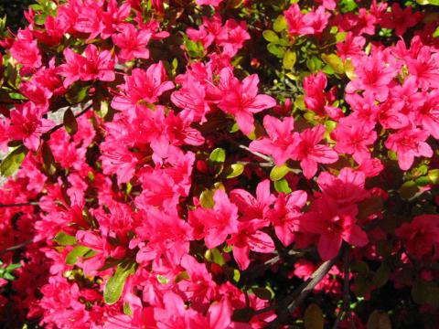 Image of rhododendron in bloom from the group visit to Baberton front gardens