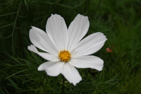 Image to the head of a white cosmos