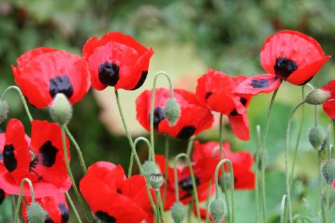 Red poppies in bloom