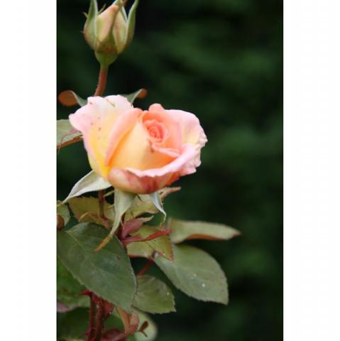 Bud of a pink Peace rose