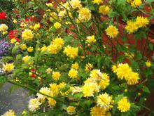 Scrambled egg plant in bloom