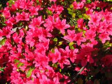 Image of rhododendron in bloom from the group visit to Baberton front gardens