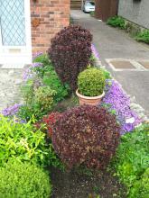 The right hand side of a densely planted small front garden