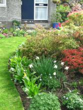 A spring border in Baberton Mains Crescent