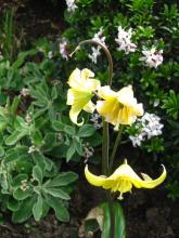 Yellow lily seen on group visit to baberton front gardens