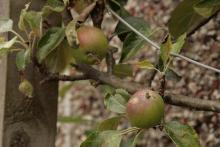 Image of two Cox apples on a cordon