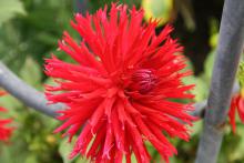 Shocking pink spiky dahlia