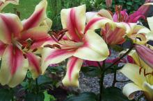 perfect cream and pink lilies in a pot