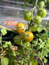 Image of a truss of tomatoes, some orange,some green