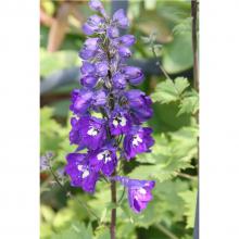 A blue delphinium spike